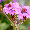 Verbena Plants - Santos Purple