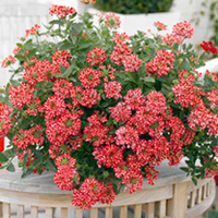 Verbena Plants - Strawberry Split