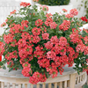 Verbena Plants - Strawberry Split