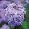 Verbena Tapien Trailing Plants - SKY BLUE
