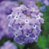 Verbena Tapien Trailing Plants - SKY BLUE