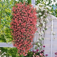 Verbena Trailing Mix - 6 x 9CM