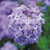 Verbena Trailing Plant - Tapien Sky Blue