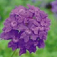 Verbena Trailing Plant - Tapien Violet