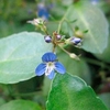 Veronica beccabunga Plant