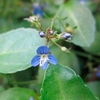 Veronica beccabunga Plants