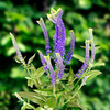 Veronica Plant - Crista Blue