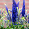 Veronica Plant - First Glory
