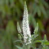 Veronica Plant - First Lady