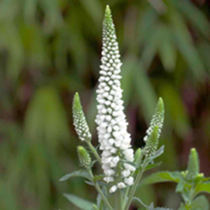 Veronica Plant - First Lady