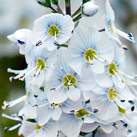 Veronica Plant - Gentianoides
