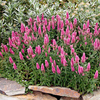Veronica spicata Plant - Heidekind
