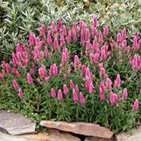 Veronica spicata Plant - Heidekind