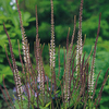 Veronicastrum Plant - Pink Glow