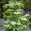 Viburnum - Kilimanjaro Sunrise