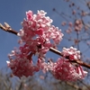 Viburnum bodnantense Plant - Charles Lamont