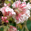 Viburnum bodnantense Plant - Dawn