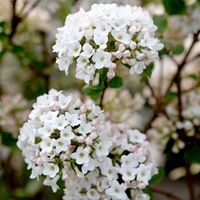 Viburnum burkwoodii Plant - Anne Russell