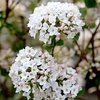Viburnum burkwoodii Plant - Anne Russell
