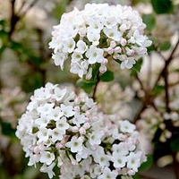 Viburnum burkwoodii Plant - Anne Russell
