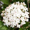 Viburnum burkwoodii Plant