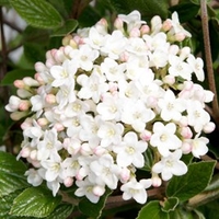 Viburnum burkwoodii Plant