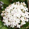 Viburnum burkwoodii Plant