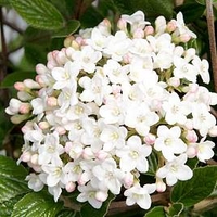 Viburnum burkwoodii Plant