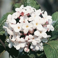 Viburnum carlcephalum Plant