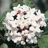 Viburnum carlcephalum Plant