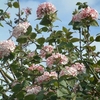 Viburnum carlesii Plant - Aurora