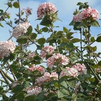 Viburnum carlesii Plant - Aurora