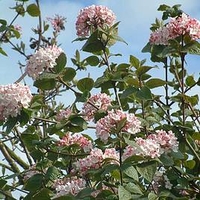 Viburnum carlesii Plant - Aurora