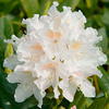 Viburnum davidii Plant - Angustifolium