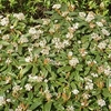 Viburnum davidii Plant