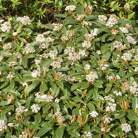 Viburnum davidii Plant