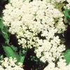 Viburnum dentatum Plant - Blue Muffin Christom