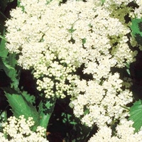 Viburnum dentatum Plant - Blue Muffin Christom