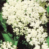 Viburnum dentatum Plant - Blue Muffin Christom