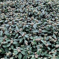 Viburnum globosum Plant - 
