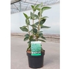 Viburnum lantana Plant - Mohican