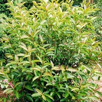 Viburnum LE BOIS MARQUIS®