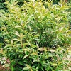 Viburnum LE BOIS MARQUIS®