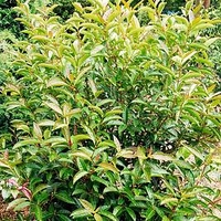 Viburnum LE BOIS MARQUIS®