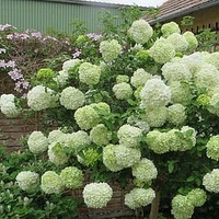 Viburnum Macrocephalum Happy Fortuna