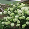 Viburnum macrocephalum Plant - Happy Fortuna