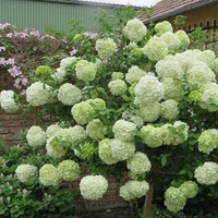 Viburnum macrocephalum Plant - Happy Fortuna