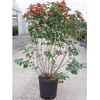 Viburnum opulus Plant - Compactum