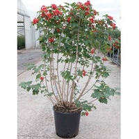Viburnum opulus Plant - Compactum