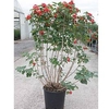 Viburnum opulus Plant - Compactum